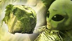 חיזר מסתכל על חסה. האם צמחים יכולים להרגיש כאב.