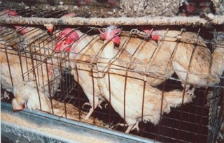 תרנגולות בכלובי סוללה (צילום: East Bay Animal Advocates)