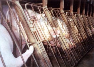 חזירות בכלובי הריון (צילום: Farm Sanctuary)