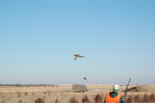 פסיונים בחווה שבה משחררים אותם מול רובי ציידים. רק המשבר הכלכלי הביא להפסקת סבסוד הטבח. (צילום: 3plains)