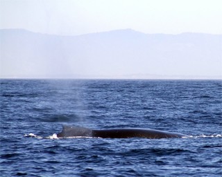 לווייתן גדול-סנפיר במפרץ מונטריי, קליפורניה. הלווייתנים הפסידו במאבק המשפטי על אימונים קטלניים של הצי. 