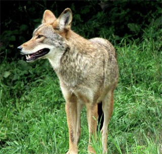 קויוט: קורבן של ציד במלכודות רגל ושיסוי כלבים (צילום: Gregory Scott Clarke)