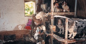 משק הרבעה נוסף לכלבים. (צילום: HSUS)