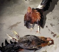 שיסוי תרנגולים זה בזה מסתיים לעתים קרובות במוות בגלל אילוף לתוקפנות ושימוש בסכינים על רגלי העופות. (צילום: HSUS)