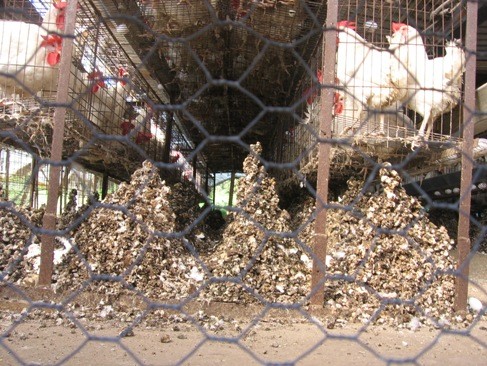 ערמות של הפרשות בלול ביצים במושב כפר חיים, דצמבר 2007. אין בתקופה שסקרנו פסקי-דין נגד לולים מזהמים, אולם...