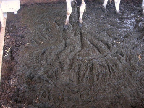 רפת במושב רמת צבי, ספטמבר 2008