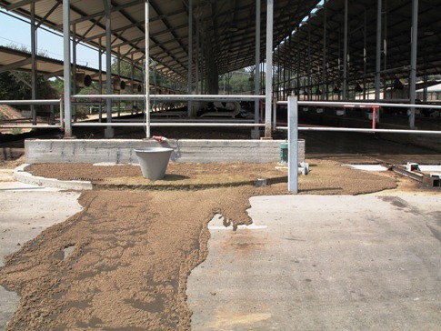 רפת בעמק חפר, ספטמבר 2007.