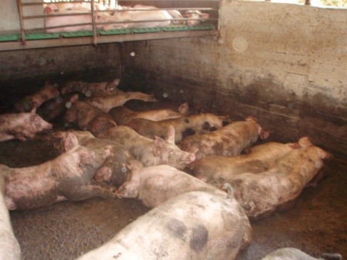 חזירים באעבלין, יולי 2007