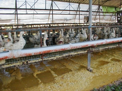 מפטמת אווזים (אווזייה) במושב אחיסמך, מאי 2001