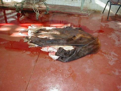 משחטת בקר באזור התעשייה נתניה, אוגוסט 2002