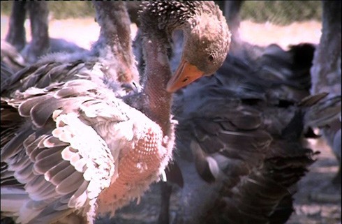  אווז ממשש במקורו את העור החשוף לאחר המריטה. כל התמונות בכתבה צולמו על-ידי תחקירן Kalla fakta והן מתפרסמות כאן...