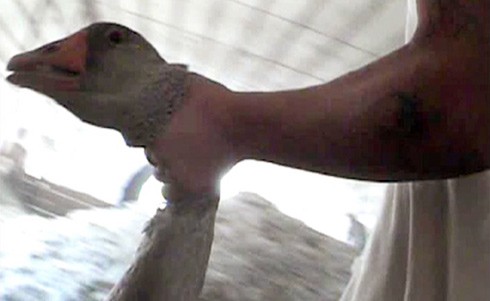 משק לגידול אווזים בהונגריה: הפועלים נוהגים לטלטל את האווזים ממקום למקום כשהאווזים תלויים בצווארם...