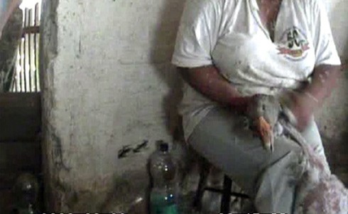 אווז שוכב על גבו ונאבק להתהפך ולהתחמק מאחיזתה של הפועלת. הצוואר תפוס ביד הפועלת, המושכת אותו מצד לצד...