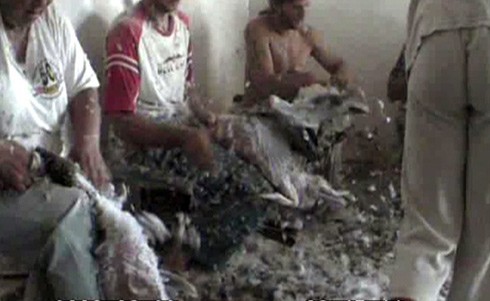 הפועלים מקבלים שכר בקבלנות, כלומר בהתאם להספק שלהם – ולכן הם מתאמצים למרוט את האווזים מהר ככל האפשר....