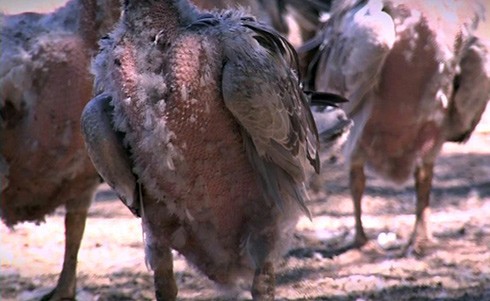 אווזים עם נוצות מרוטות מתוך תעשיית הנוצות