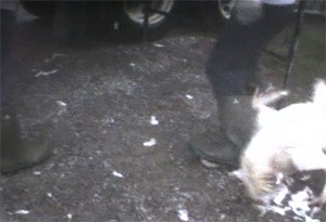 מתוך חקירה סמויה של PETA: פועל דורך על תרנגול הודו במשק Aviagen בווירגי'יניה המערבית, סמפמבר 2008.