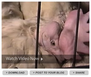 שימוש טיפוסי בחקירות סמויות: סרטון קצר וערוך המוצע לצפייה באתר אינטרנט במטרה לעורר פעולה מיידית 