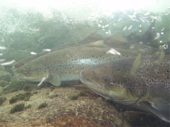 שניים ממיני הסלמוניים בנורבגיה, סלמון (מימין) וטרוטה. (צילום: mrjorgen)