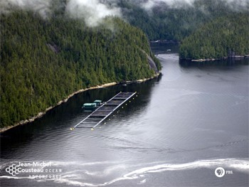 כלובי סלמון במסלול נדידה של דגי בר (צילום: Jean-michel Cousteau, Ocean Adventures)