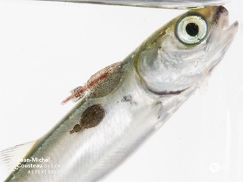 סלמון צעיר עם טפילים (צילום: Jean-michel Cousteau, Ocean Adventures)