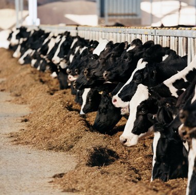 לפי צו הפיקוח, לא בודקים מזון לפרות ולחיות אחרות כששיעור הלחות בו עולה על 14%. (צילום: Digital Vision, GettyImages)