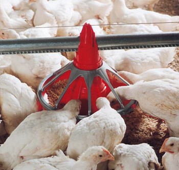 עופות בתעשיית הבשר מקבלים קוקסידיוסטטים מהיום הראשון לחייהם ועד למועד ההובלה למשחטה. 