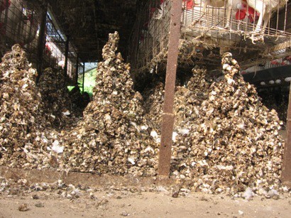 לשלשת שהצטברה מתחת לכלובי סוללה בתעשיית הביצים; הפרשות אלה משמשות להזנת בקר ודגים. (צולם בכפר חיים, דצמבר 2007)