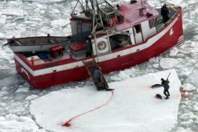 הרג גורים בקנדה: צוות HSUS המשיך לעקוב בעונה זו אחרי ההרג, וחזה שוב ושוב בהרג אטי. גורים פצועים ברחו למים...