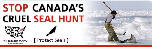 באנר הקמפיין (HSUS)