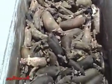 למעלה: כף הטרקטור מלאה בחזירים חיים, מעבירה אותם ממכולת ההובלה למכולת ההשמדה. נהג הטרקטור שומט את...
