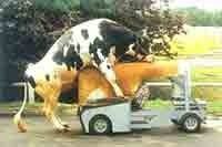 הזרעה זרע חלב פרות פר פרה