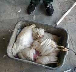 מתים חום שרב תרנגולות ביצים