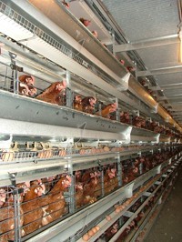 לול סוללות עם ארבע קומות, משק גליקסמן במושב מישר, 2001