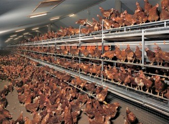 אחת ממערכות Natura של חברת Big Dutchman, מתוך תצלום פרסומי של החברה