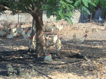 תרנגולות במרעה חופשי, רמת צבי, 10.9.2008