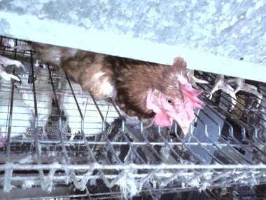 אחת מאפשרויות התנועה הבודדות בכלוב סוללה היא לשרבב ראש דרך החריץ שמיועד לביצים שיתגלגלו מרצפת הכלוב...