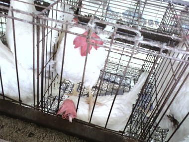 אין לאן לברוח: תרנגולת דורכת על חברתה לכלוב. השטח לתרנגולת בכלוב זה נחשב כמרווח, ודאי יותר מ-550 סמ ר לכל...