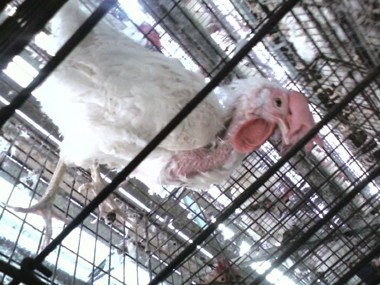 עוד בעיה בכלובים: התקרחות, ודאי כתוצאה מהניסיון לבצע אמבט חול על רצפת התיל תרנגולת בודדה זו נהנית ממרחב...