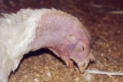 תרנגול הודו מחלות מחלה עוף