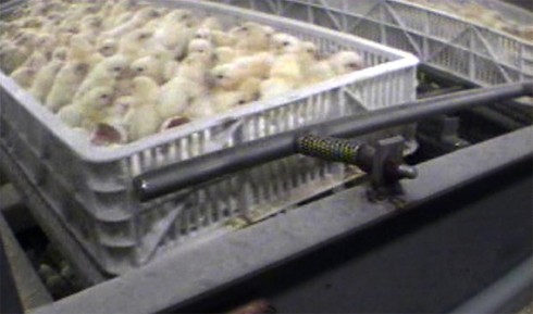 מתוך חקירת Mercy for Animals: האפרוחים שבקעו מובלים למכונה ההופכת את הארגז. חלק מהאפרוחים נקברים תחת עשרות...