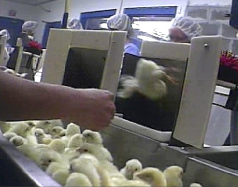 מתוך החקירה: הממיינת מעיפה אפרוח לפתח שדרכו הוא ייסע אל מכונת ההרג 