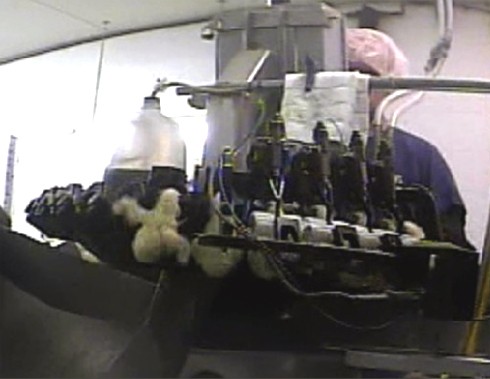 מתוך החקירה: אפרוחות תלויות במכונת קיטום המקור. האפרוחית שמשמאל מתפתלת ומנופפת בכנפיה בניסיון להשתחרר...