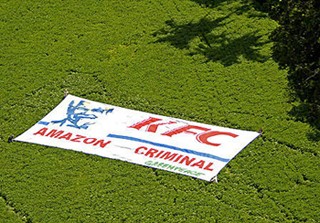 מחאת גרינפיס נגד חברת הבשר KFC, שהתעלמה מהבקשות והמשיכה לקנות עופות שהולעטו בסויה מהאמזונס, תוצאה של...