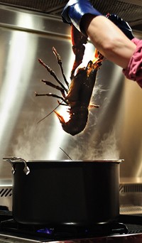 טבחית משליכה לובסטר חי לסיר רותח. צילום: (mkrigsman)