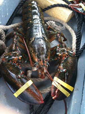 לובסטר במיין: לאחר לכידת הסרטן, כופתים את הצבתות שלו כדי למנוע ממנו להתגונן. (צילום: Somewhat Frank)