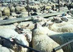 כבשים מצופפות במכלאה עד כדי העדר מקום לצעוד בו.