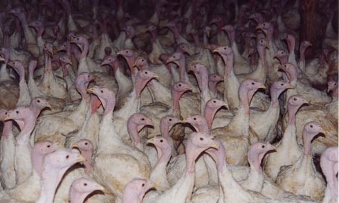 הרווחים מן הציפוף עולים על ההפסדים הכרוכים בתחלואה ובתמותה המוגברות