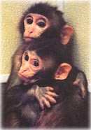 קופים מחובקים, התנגדות ניסויים בבעלי חיים