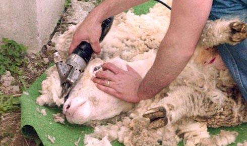 הגז. מהירות היא שם המשחק