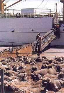 הובלת כבשים מאוסטרליה